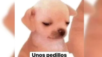 memes de perritos