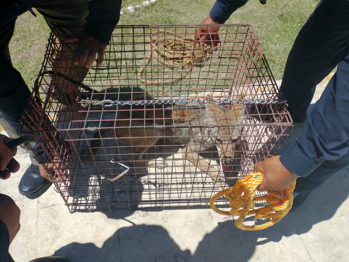 Coyote que deambulaba en Acolman es rescatado