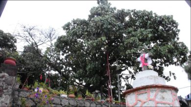 Árbol de la Manitas