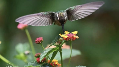 Aves endémicas, exposición fotográfica que busca crear conciencia