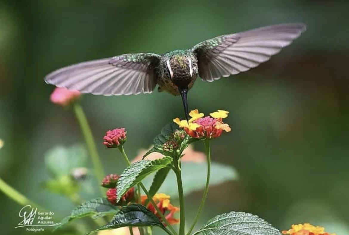 Aves endémicas, exposición fotográfica que busca crear conciencia