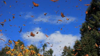 Santuarios de la Mariposa Monarca