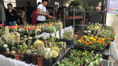 Festival Nacional de Cactáceas