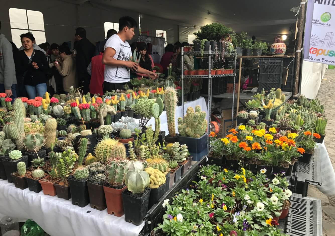 Festival Nacional de Cactáceas