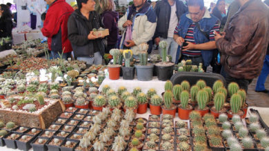 Festival de las Cactáceas 2022