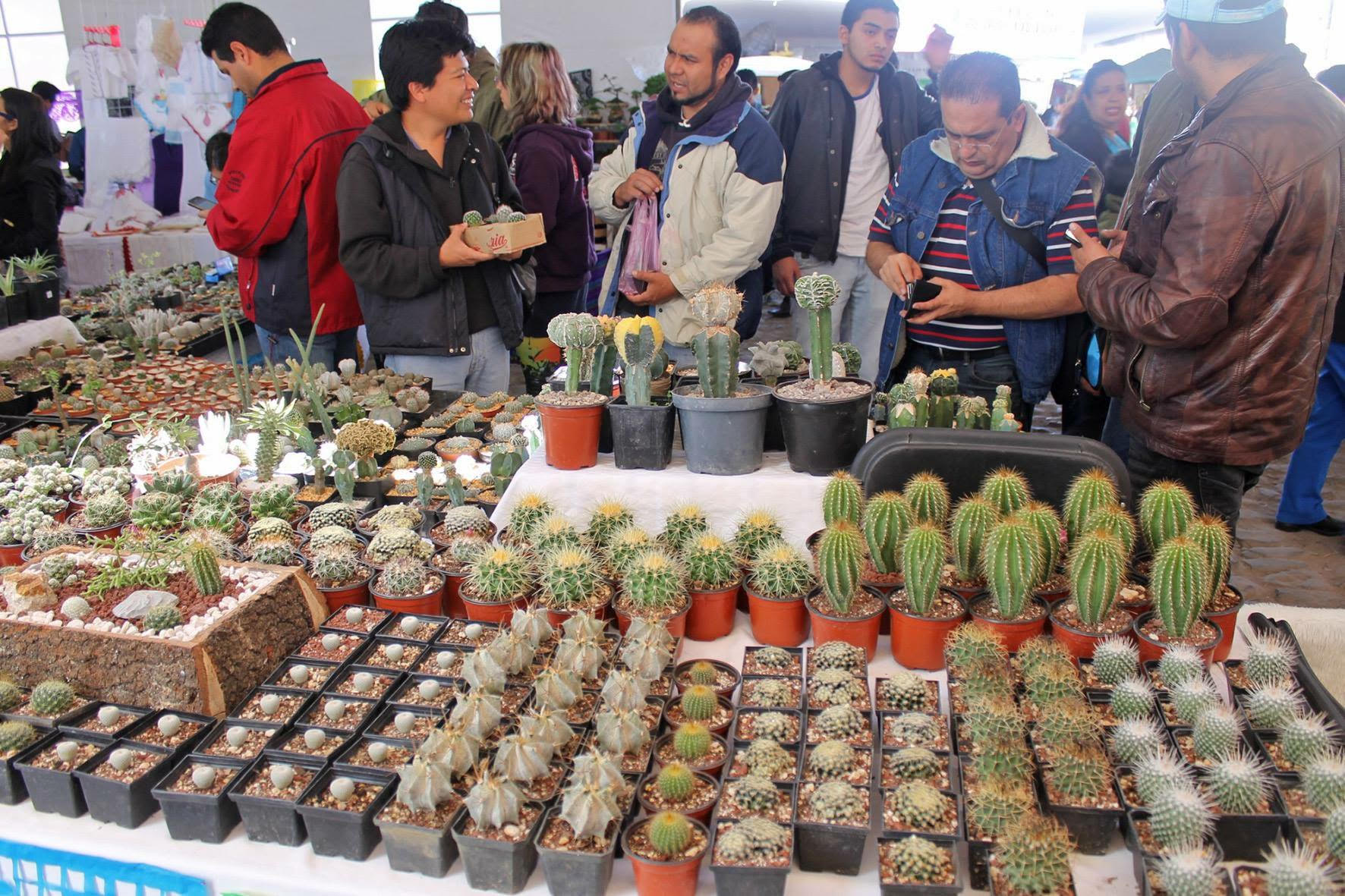 Festival de las Cactáceas 2022