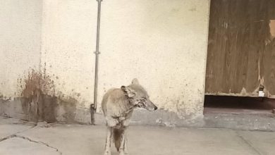 Un coyote, con aparente desnutrición y lesiones en el cuerpo, fue captado deambulando por las calles de la comunidad de San Miguel Xometla, en el municipio de Acolman.