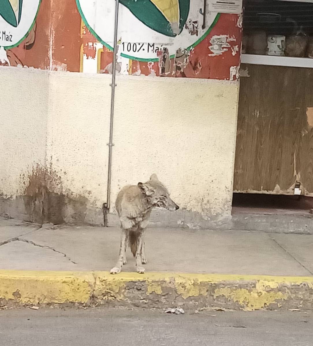 Un coyote, con aparente desnutrición y lesiones en el cuerpo, fue captado deambulando por las calles de la comunidad de San Miguel Xometla, en el municipio de Acolman.