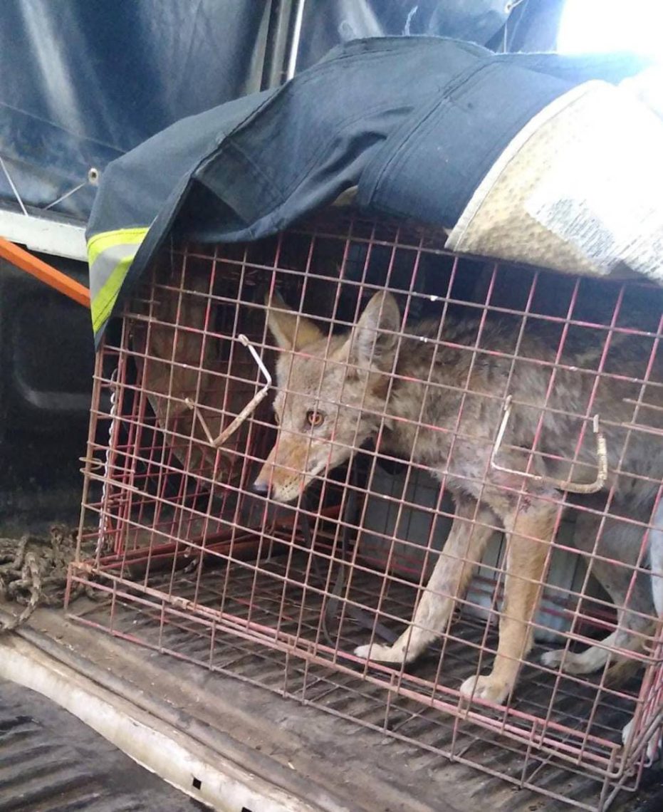 Piden a Profepa intervenga por coyote que deambulaba en Acolman