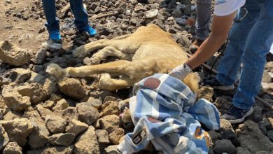 León rescatado en Chalco