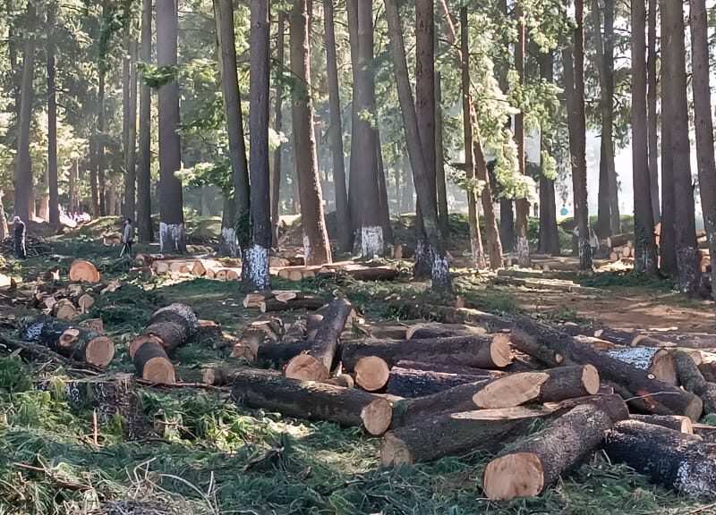 Habitantes de Tlalmanalco protestan por derribo de árboles