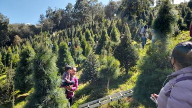 Arboles de navidad