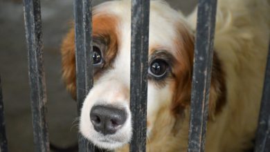 perros rescatados en Nezahualcóyotl