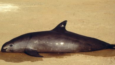 salvar a la vaquita marina