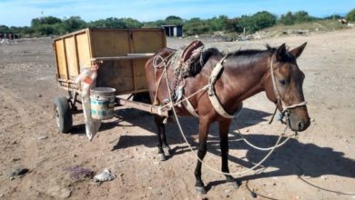 Caballo en chalco