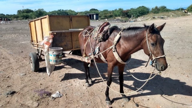 Caballo en chalco