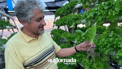 huertos-urbanos-un-respiro-al-medio-ambiente