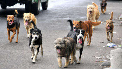 patitas-a-la-obra-piden-no-regalar-perritos-este-6-de-enero