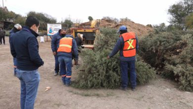 arboles-navidenos-se-convertiran-en-madera