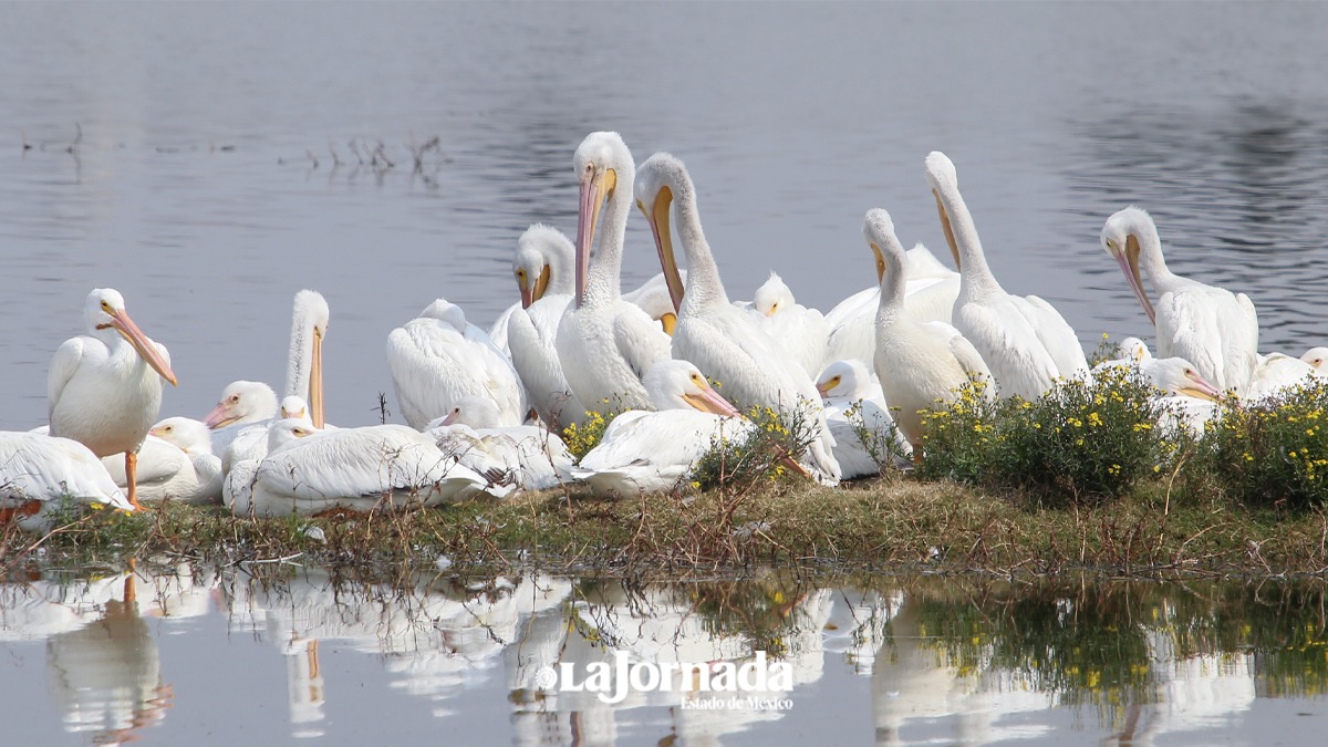 pelicanos-canadienses-toluca-12