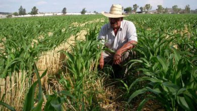 edomex-es-reconocido-por-su-liderazgo-en-la-produccion-de-campo