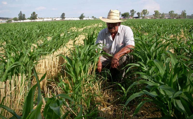 edomex-es-reconocido-por-su-liderazgo-en-la-produccion-de-campo