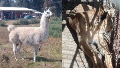 autoridades-aseguran-a-una-leona-y-una-llama-en-coatepec-harinas