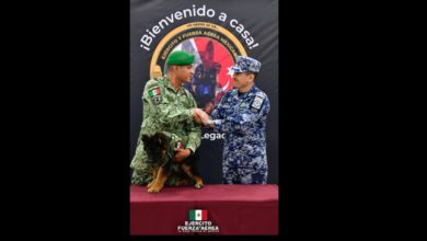 El nuevo integrante de la Secretaría de la Defensa Nacional, será bautizado por medio de una votación que se lleva a cabo en la página de Facebook de la Sedena. Foto: Sedena Twitter