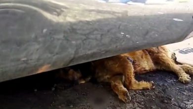 El chucho recibió un impacto de bala en la pata trasera por lo que quedó herido y se fue a refugiar debajo de un camión estacionado en el patio de descarga. Foto: Captura video Foro TV