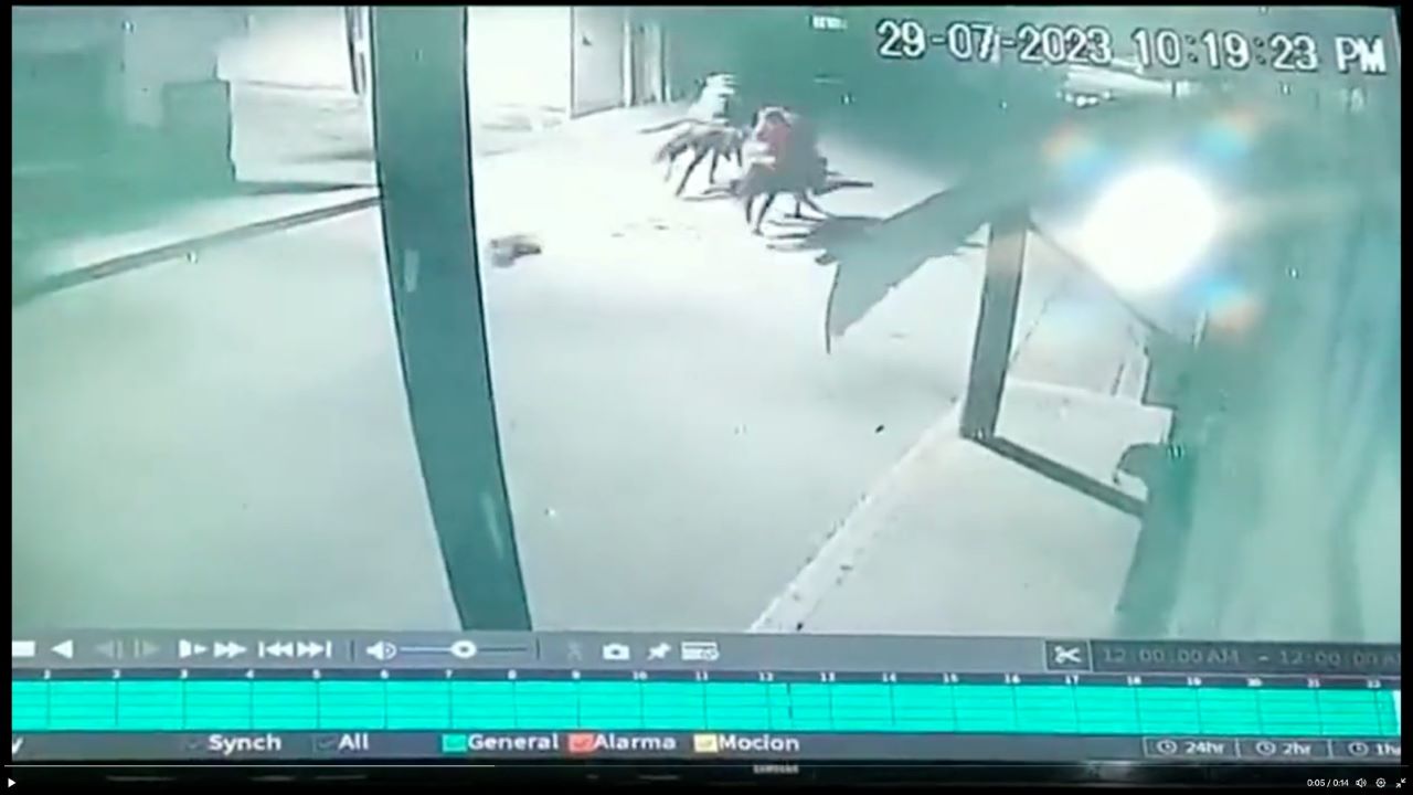 Captura de pantalla del perrito que arrastraron por las calles de Michoacán.