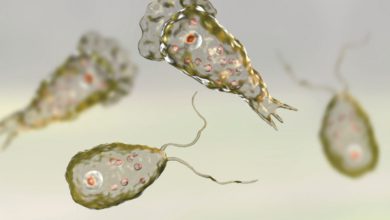 Foto de Naegleria fowleri mejor conocida como la ameba comecerebros y cuyos síntomas pueden llevar a la muerte.