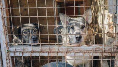 La cantidad de perros, gatos y gallinas que se encuentran embolsados en calles de dicha demarcación del Estado de México son uno de los indicadores que prueban que los animales han sido utilizados para rituales. Foto: La Jornada