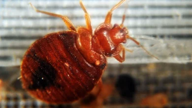 Las chinches son pequeños insectos chupasangre de color marrón casi rojizos que no tiene alas. Tiene el tamaño de una semilla de manzana o pepita de melón. Foto: La Jornada