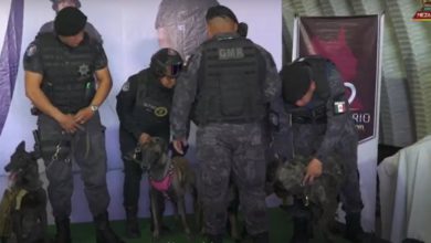 El alcalde Adolfo Cerqueda Rebollo informó que la unidad canina de inteligencia inició ya las operaciones correspondientes para cuidar las escuelas de la entidad. Foto: Especial K9 Neza