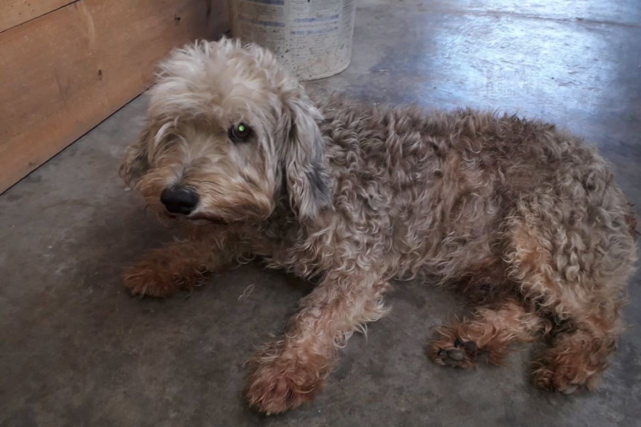 Foto de un perrito de la calle con motivo de los preocupantes números en el Edomex.