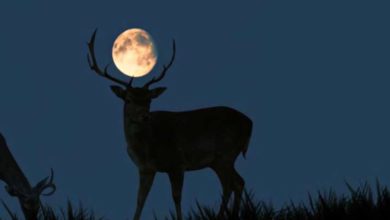 Funcionarios del Parque Nacional de Yellowstone, ubicado en Wyoming, Montana e Idaho (Estados Unidos) lanzaron una advertencia a los visitantes del lugar. Foto: La Jornada