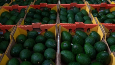 El Estado de México cuenta con una producción de 127 mil toneladas de aguacate que podría ser comercializado en territorio nacional como parte de las botanas que se consumirán el próximo fin de semana (domingo 11 de febrero). Foto: La Jornada