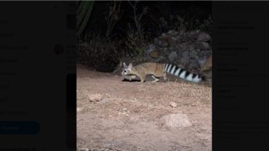 El mamífero omnívoro pertenece a la familia de los Procyonidae, a la que también pertenecen los mapaches, antes habitaba en los bosques cercanos a la ciudad. Foto: Captura