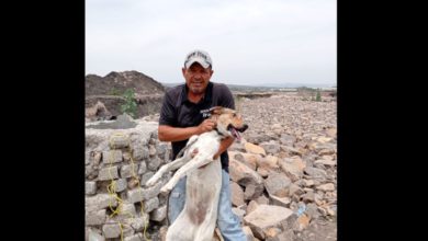 Debido a un video que se subió a redes sociales donde unos jóvenes por diversión maltratan a la perrita y luego la arrojan a un pozo fue cómo se pudo conocer este hecho. Foto: Captura Facebook