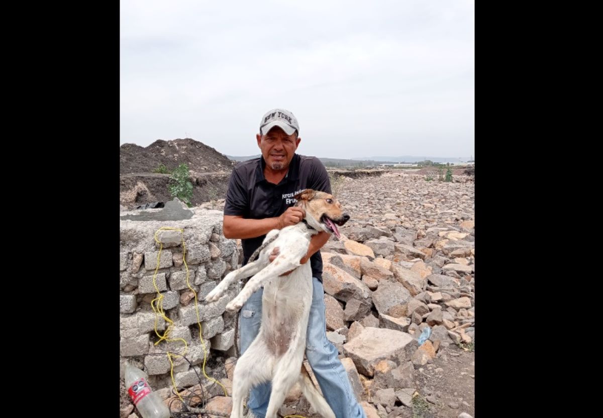 Debido a un video que se subió a redes sociales donde unos jóvenes por diversión maltratan a la perrita y luego la arrojan a un pozo fue cómo se pudo conocer este hecho. Foto: Captura Facebook