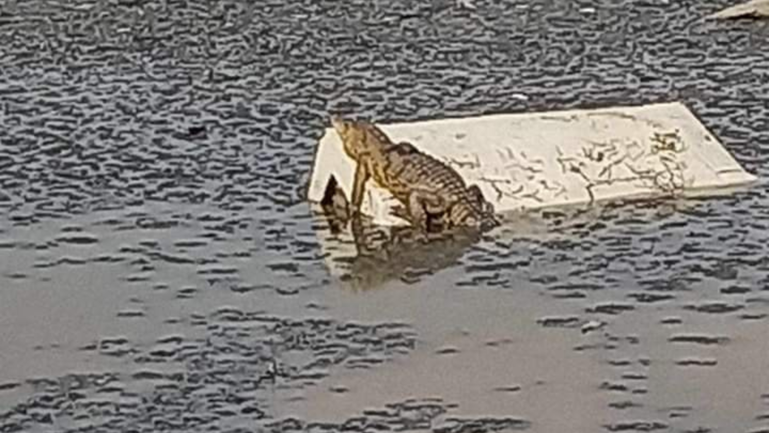 Como si fuera un chiste, el cocodrilo de la Laguna de la Piedad situada en dicho municipio del Estado de México supo esconderse bien de los elementos de Protección Civil y Bomberos locales y del personal de la Procuraduría Federal de Protección al Ambiente (PROFEPA). Foto: La Jornada