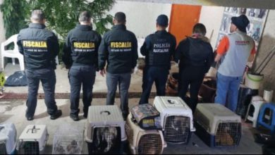 Los animales de diversas razas y especies fueron asegurados durante un operativo a un domicilio en el fraccionamiento Hacienda de Echegaray. Foto: FGJEM