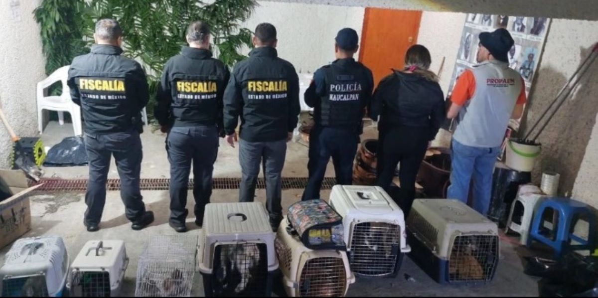 Los animales de diversas razas y especies fueron asegurados durante un operativo a un domicilio en el fraccionamiento Hacienda de Echegaray. Foto: FGJEM