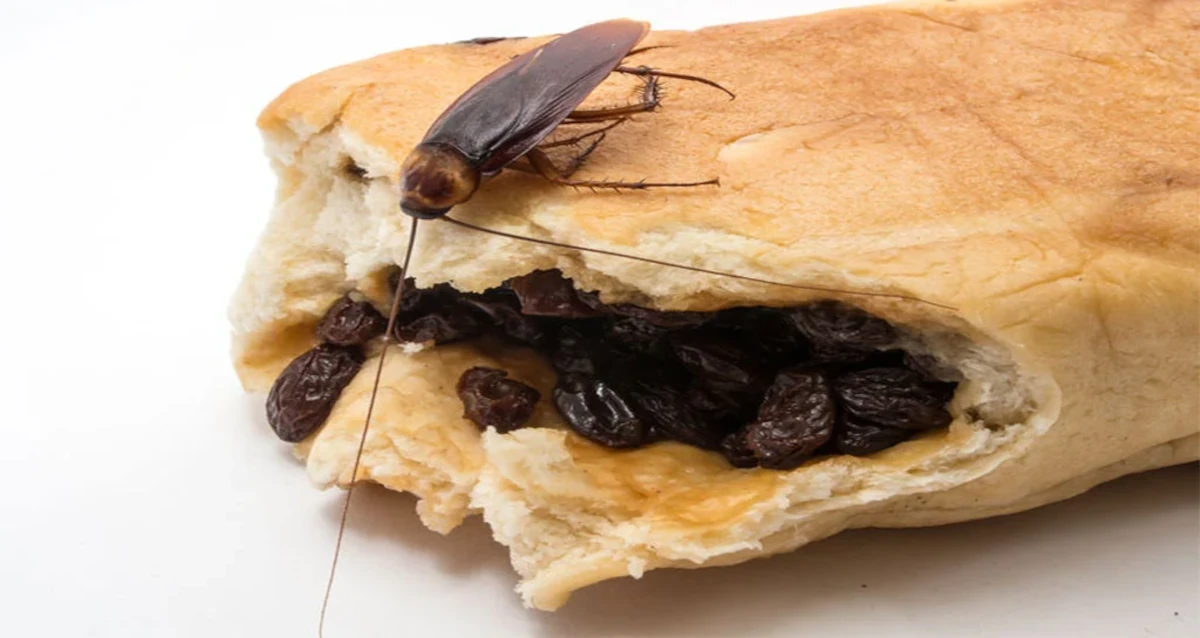 ¿Qué enfermedades transmiten las cucarachas a los humanos?. Foto: Internet