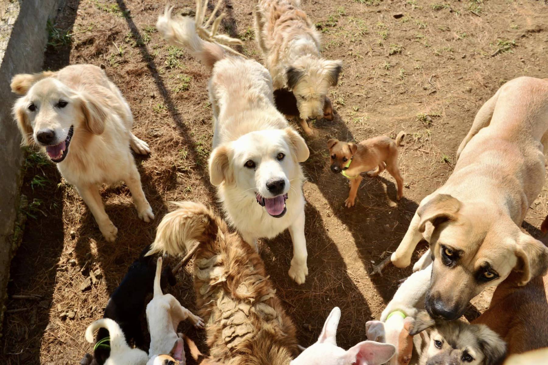 Edomex: Te explicamos cómo registrar a tus perros y gatos como animales de compañía.