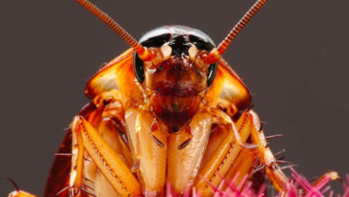 Llega súper cucaracha a México proveniente de Alemania; es resistente a los insecticidas. Foto: Internet