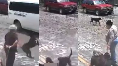 VIDEO: Jauría de perros tira y muerde a mujer de la tercera edad
