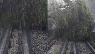 Marcha detenida porque cae árbol en vías del Metro