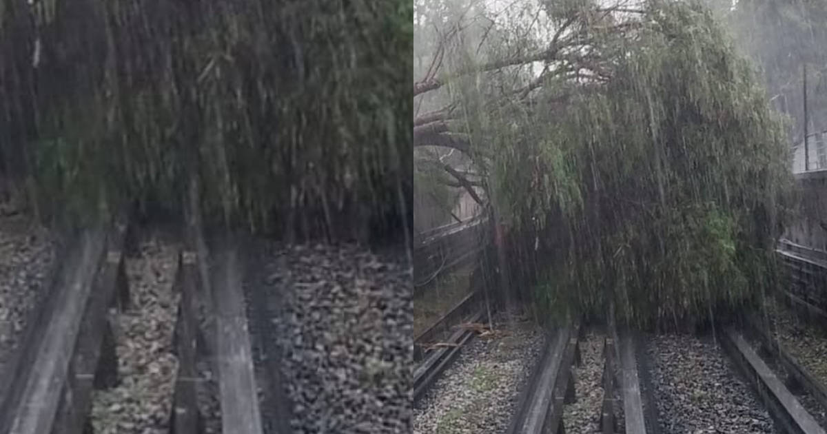 Marcha detenida porque cae árbol en vías del Metro