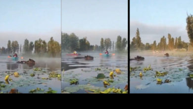 VIDEO: Las VACAS también nadan y lo hacen en canales de Xochimilco